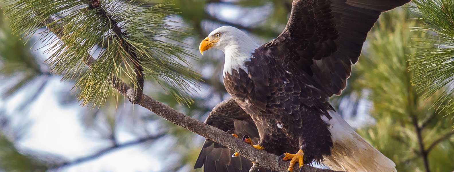 eagle in the tree